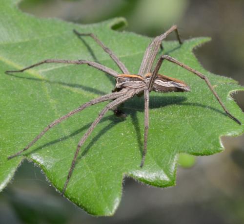 Réf. 301 636 : Pisaura mirabilis